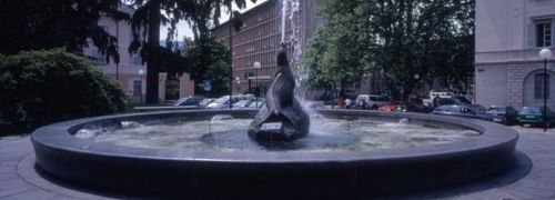 Foca